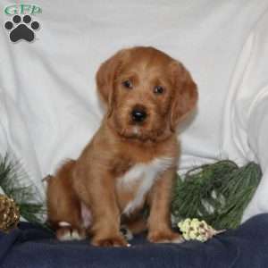 Comet, Labrador Mix Puppy